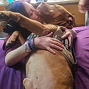 Neo is registered to the contest to win money with this photo: affection, animal, bed, blinds, brown_dog, casual, clutter, comfort, desk, dog, embrace, human, indoor, kiss, large_dog, natural_light, person, purple_bedspread, relaxed, window