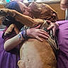 affection, animal, bed, blinds, brown_dog, casual, clutter, comfort, desk, dog, embrace, human, indoor, kiss, large_dog, natural_light, person, purple_bedspread, relaxed, window