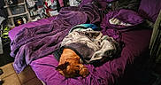 Neo joined the competition — help win amazing prizes! bed, blanket, blanket_wrapped, brown_dog, comfort, cozy, dog, fabric, furniture, home, indoor, pet, pillow, purple, relaxation, resting, room, sleeping, tile_floor, wrapped