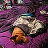 bed, blanket, blanket_wrapped, brown_dog, comfort, cozy, dog, fabric, furniture, home, indoor, pet, pillow, purple, relaxation, resting, room, sleeping, tile_floor, wrapped