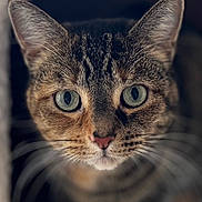 Noowie joined the competition — help win amazing prizes! cat, tabby, close_up, portrait, green_eyes, whiskers, fur, animal, pet, curious, pink_nose, indoor, face, mammal, feline, cute, domestic_animal, focused, blurred_background, ears