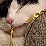 Mina participe au concours pour gagner de l'argent avec cette photo : cat, sleeping, close_up, black_and_white, pink_nose, whiskers, fur, ribbon, golden, texture, cozy, resting, pet, animal, indoor, cute, peaceful, soft, mouth, relaxed