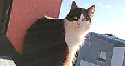 Mina a rejoint le concours — aidez-le/la à gagner de superbes lots ! animal, black_and_white, blue_sky, building, cat, curious, daylight, domestic_cat, fluffy, fur, nature, outdoor, pet, pink_wall, portrait, sitting, sunlight, wall, window, yellow_eyes