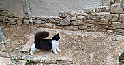 Mina a rejoint le concours — aidez-le/la à gagner de superbes lots ! cat, black_and_white, fluffy, outdoor, dirt, stone_wall, construction, metal_poles, plant, side_view, walking, tail_up, feline, pet, animal, daylight, nature, ground, curious, domestic