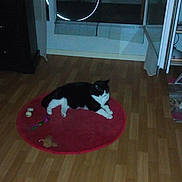 Muessa participe au concours pour gagner de l'argent avec cette photo : cat, black_and_white, indoor, rug, toy, wooden_floor, reflection, bicycle_wheel, furniture, door, glass, pet, animal, relaxing, flooring, domestic, home, cozy, mammal, resting