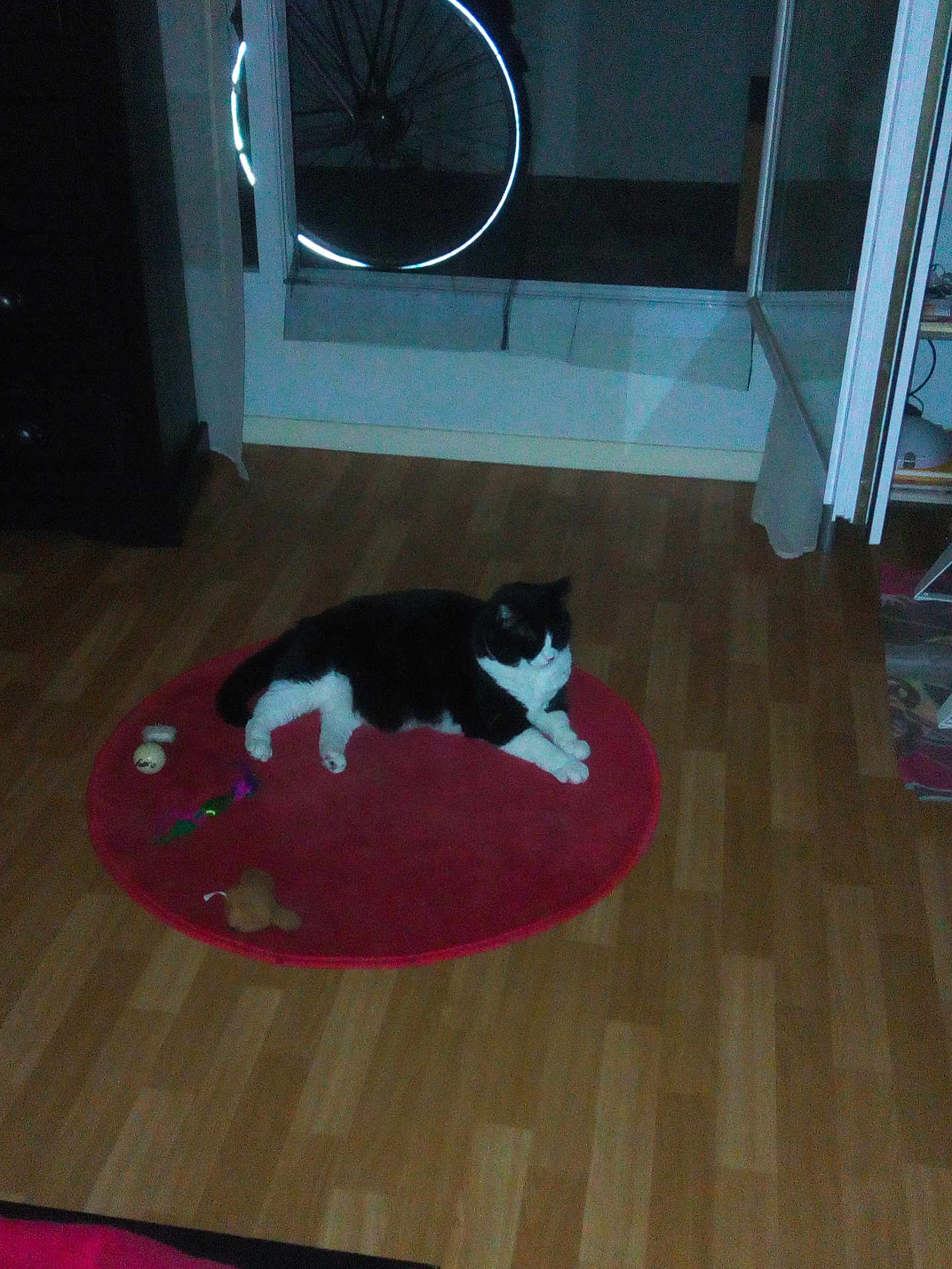 Muessa participe au concours pour gagner de l'argent avec cette photo : cat, black_and_white, indoor, rug, toy, wooden_floor, reflection, bicycle_wheel, furniture, door, glass, pet, animal, relaxing, flooring, domestic, home, cozy, mammal, resting