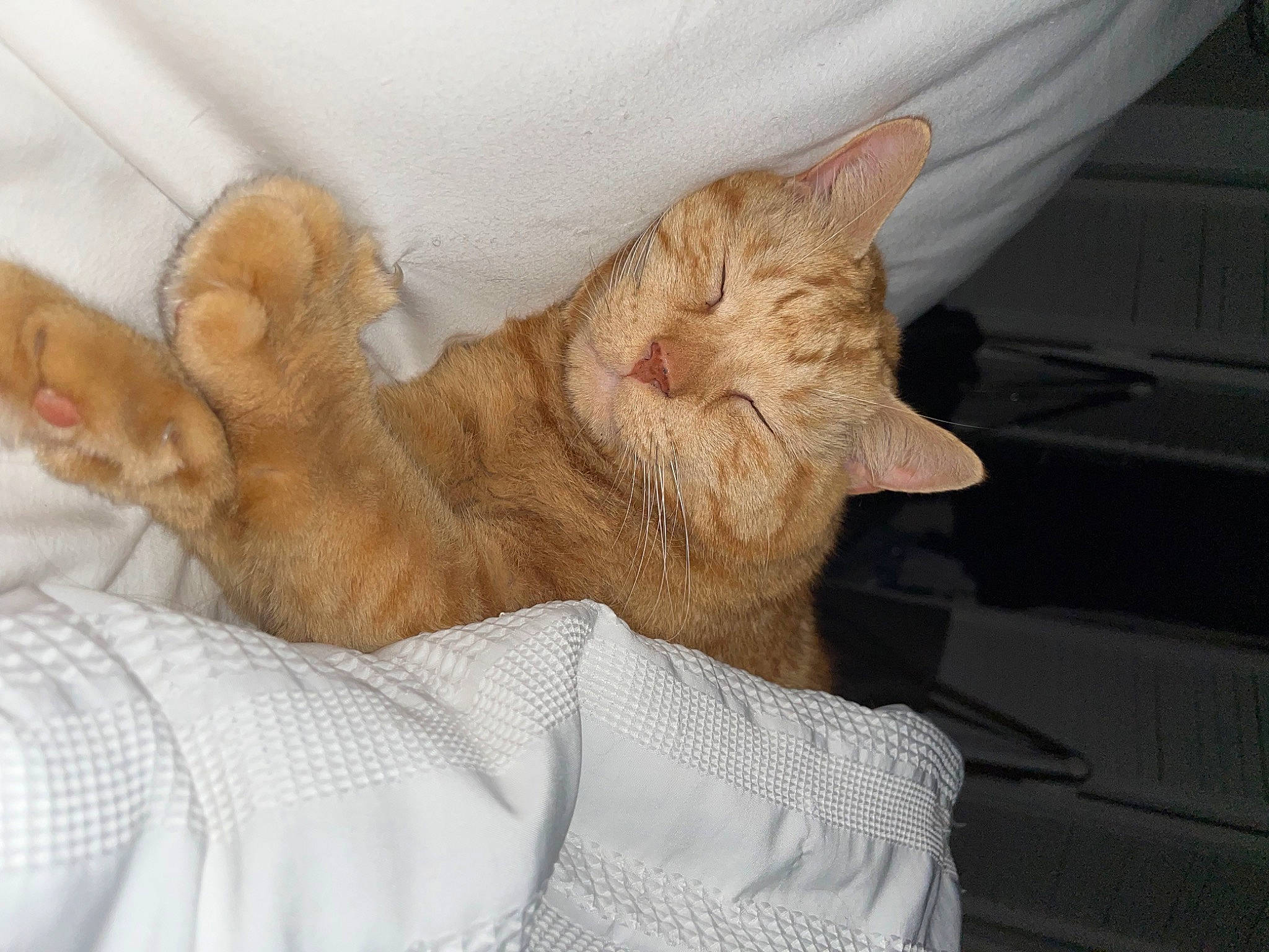 Mustard joined the competition — help win amazing prizes! canidae, carnivore, cat, claw, comfort, domestic_short_haired_cat, ear, fawn, felidae, fur, gesture, mammal, nap, paw, small_to_medium_sized_cats, snout, tail, vertebrate, whiskers, wrinkle