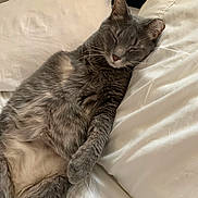 Diesel is registered to the contest to win money with this photo: animal, bed, cat, comfort, cozy, cute, domestic_animal, feline, fluffy, fur, gray_cat, indoor, nap, pet, pillow, relaxed, resting, sleeping, whiskers, white_bed