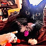 cat, tuxedo_cat, whiskers, toy, stuffed_animal, lamb_toy, bed, blanket, collar, tag, indoor, pet, close_up, feline, animal, cute, black_and_white, relaxed, household, cozy