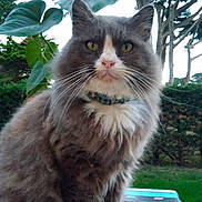 Guizmo a rejoint le concours — aidez-le/la à gagner de superbes lots ! aegean_cat, asian_semi_longhair, british_semi_longhair, cat, cat_like_mammal, domestic_long_haired_cat, domestic_short_haired_cat, european_shorthair, fauna, maine_coon, norwegian_forest_cat, ragamuffin, siberian, small_to_medium_sized_cats, snout, whiskers