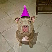 Hazel participe au concours pour gagner de l'argent avec cette photo : dog, pitbull, party_hat, hat, sitting, looking_up, indoor, tiled_floor, tile, grey_coat, white_chest, pet, cute, portrait, front_view, ears_up, big_eyes, shadow, floor, chair_nearby