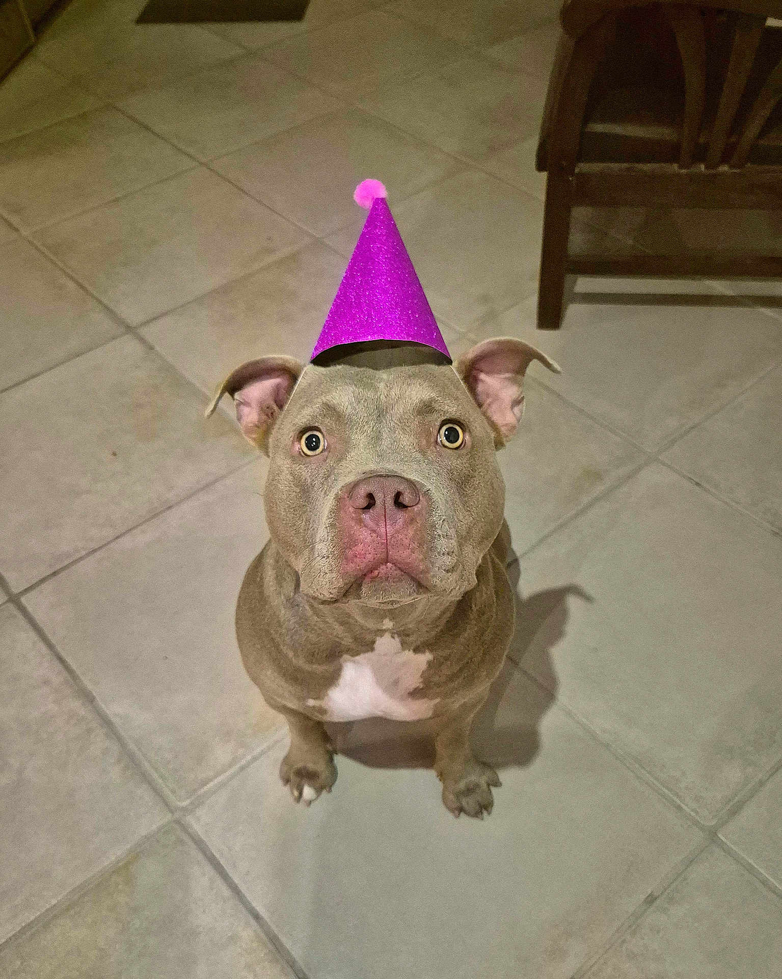 Hazel participe au concours pour gagner de l'argent avec cette photo : dog, pitbull, party_hat, hat, sitting, looking_up, indoor, tiled_floor, tile, grey_coat, white_chest, pet, cute, portrait, front_view, ears_up, big_eyes, shadow, floor, chair_nearby