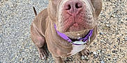 Hazel participe au concours pour gagner de l'argent avec cette photo : dog, pitbull, pet, canine, close_up, collar, purple_collar, sitting, gravel, outdoor, paws, snout, nose, eyes, portrait, cute, earth_tones, short_fur, whiskers, upward_gaze