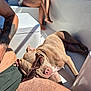 Hazel a rejoint le concours — aidez-le/la à gagner de superbes lots ! dog, pitbull, sunglasses, boat, water, person, bare_legs, tattoo, sunbathing, relaxing, summer, cup, seat, human_leg, collar, sunlight, vacation, paws, nose, shade