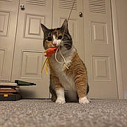 Sela is registered to the contest to win money with this photo: cat, calico_cat, toy, fish_toy, carpet, indoor, pet, animal, playful, whiskers, fur, claws, door, furniture, household, cute, cat_toy, domestic_cat, front_paws, pet_toy