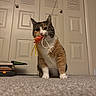cat, calico_cat, toy, fish_toy, carpet, indoor, pet, animal, playful, whiskers, fur, claws, door, furniture, household, cute, cat_toy, domestic_cat, front_paws, pet_toy