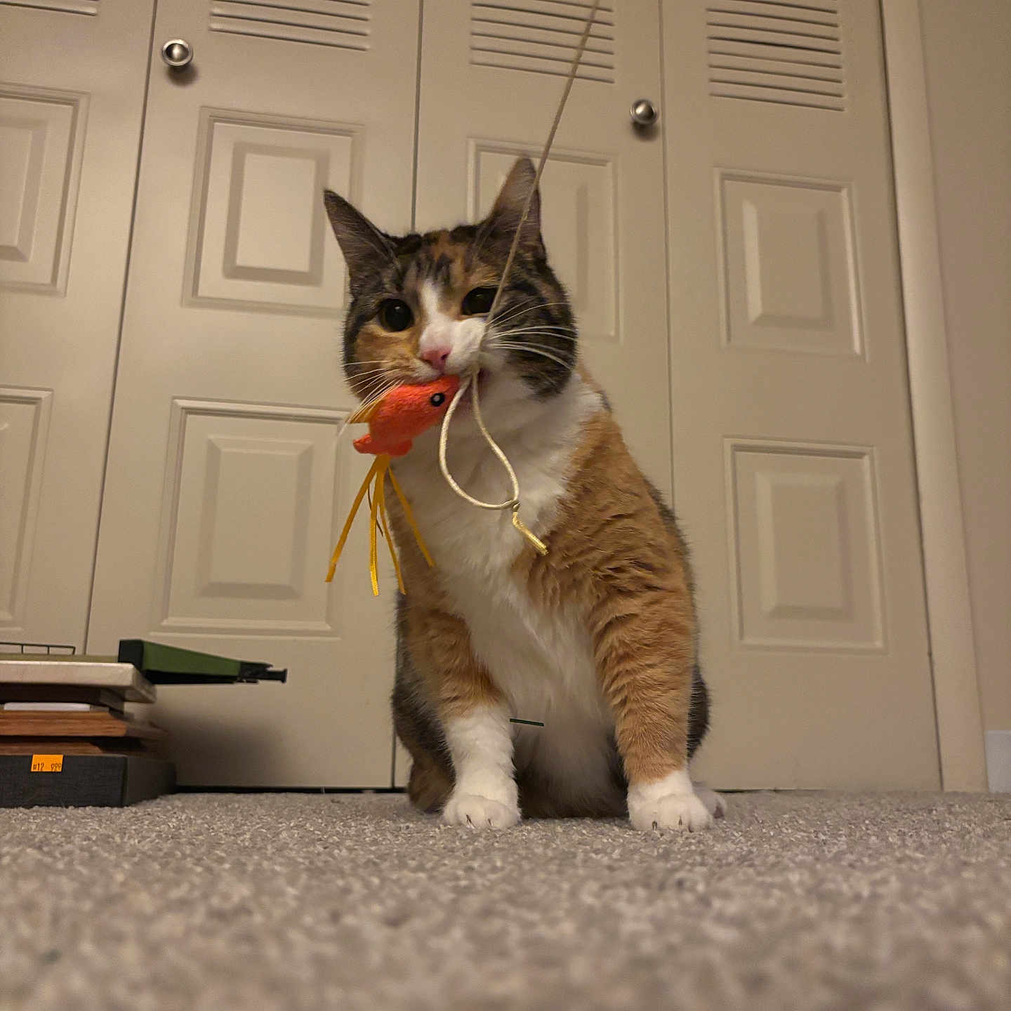 Sela is registered to the contest to win money with this photo: cat, calico_cat, toy, fish_toy, carpet, indoor, pet, animal, playful, whiskers, fur, claws, door, furniture, household, cute, cat_toy, domestic_cat, front_paws, pet_toy