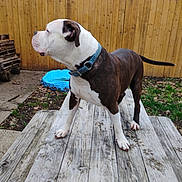 Buckethead is registered to the contest to win money with this photo: dog, collar, picnic_table, wooden_fence, backyard, grass, leaves, outdoor, pet, canine, brown_and_white, standing, alert, wood_planks, plastic_pool, trees, residential, nature, daytime, animal
