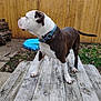 alert, animal, backyard, brown_and_white, canine, collar, daytime, dog, grass, leaves, nature, outdoor, pet, picnic_table, plastic_pool, residential, standing, trees, wood_planks, wooden_fence