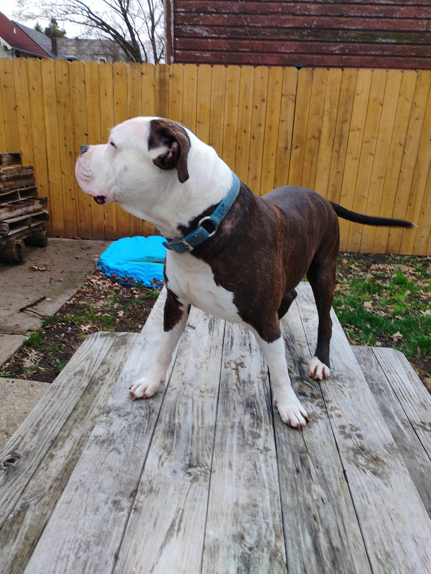 Buckethead is registered to the contest to win money with this photo: dog, collar, picnic_table, wooden_fence, backyard, grass, leaves, outdoor, pet, canine, brown_and_white, standing, alert, wood_planks, plastic_pool, trees, residential, nature, daytime, animal