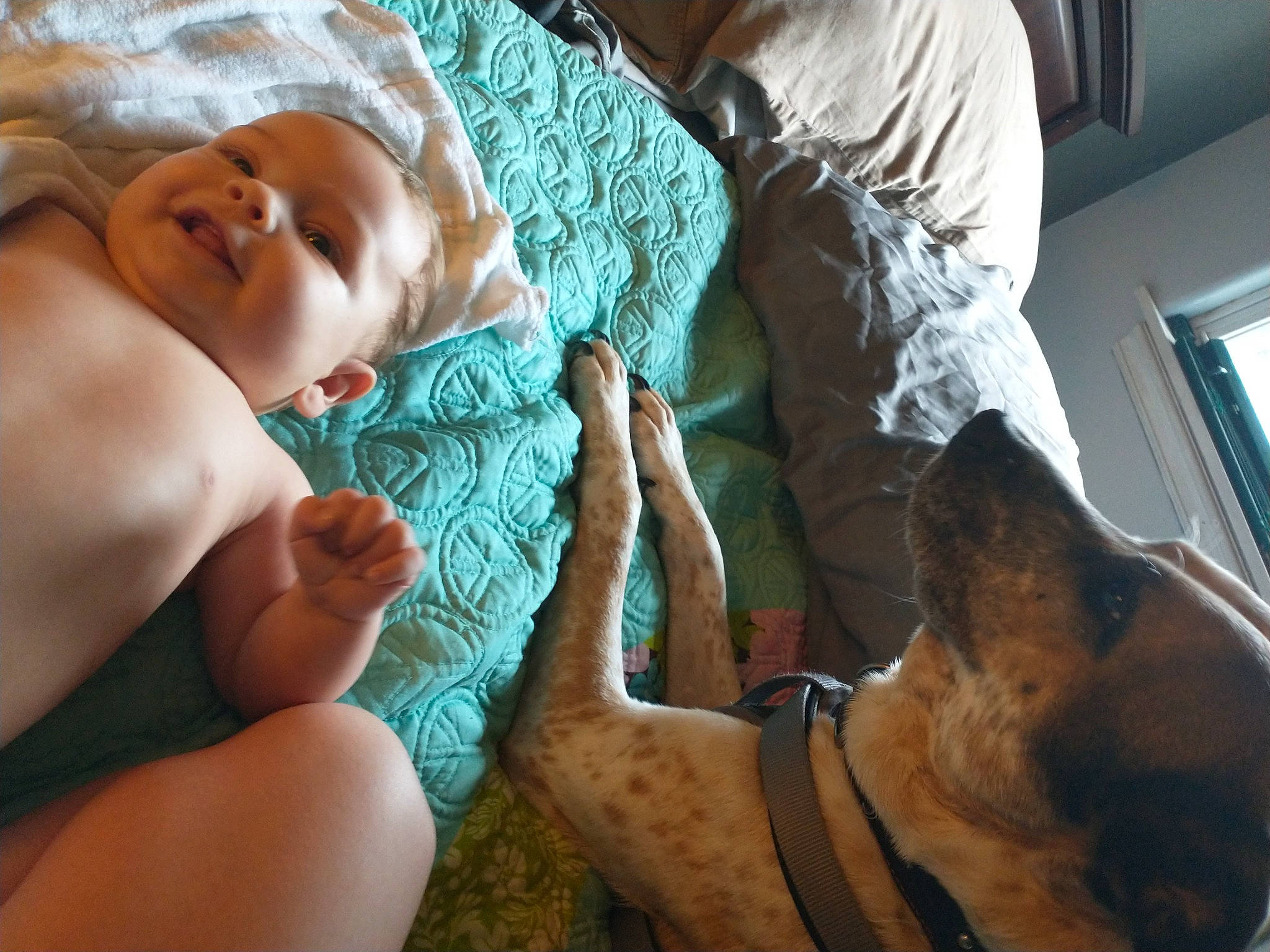 Marceline joined the competition — help win amazing prizes! baby, carnivore, collar, comfort, companion_dog, dog, dog_breed, dog_collar, elbow, fawn, finger, gesture, hospital, human_leg, linens, medical, mouth, patient, person, window