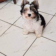 Apollo participe au concours pour gagner de l'argent avec cette photo : adorable, animal, black, brown, companion, cute, dog, domestic_animal, ears, fluffy, fur, indoor, looking, pet, puppy, sitting, small_dog, tile_floor, white, young_dog