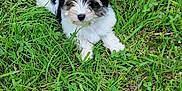 Apollo participe au concours pour gagner de l'argent avec cette photo : adorable, animal, canine, cute, dog, ears, fur, grass, green, leash, nature, outdoor, pet, playful, puppy, resting, small_dog, summer, walking, young_dog