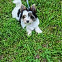 adorable, animal, canine, cute, dog, ears, fur, grass, green, leash, nature, outdoor, pet, playful, puppy, resting, small_dog, summer, walking, young_dog