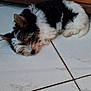 Apollo a rejoint le concours — aidez-le/la à gagner de superbes lots ! animal, black_and_white, canine, cozy, cute, dog, domestic_animal, floor, fur, indoor, laying_down, pet, puppy, quiet, relaxing, resting, sleeping, small_dog, tile, wood
