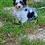 animal, black_and_white, canine, collar, cute, dog, ears, fur, fur_texture, grass, greenery, leash, nature, outdoor, pet, playful, puppy, small_dog, walking_path, young_dog