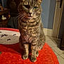 animal, cat, cozy, curious, domestic, door, ears, eyes, floor, fur, indoor, mammal, pet, red, sitting, tabby_cat, table, tablecloth, whiskers, wood_furniture