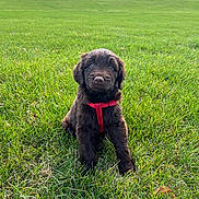 Bentley is registered to the contest to win money with this photo: puppy, dog, brown_fur, red_harness, grass, green_lawn, outdoor, field, nature, pet, animal, young_dog, cute, sitting, daylight, house, trees, fur, canine, playful