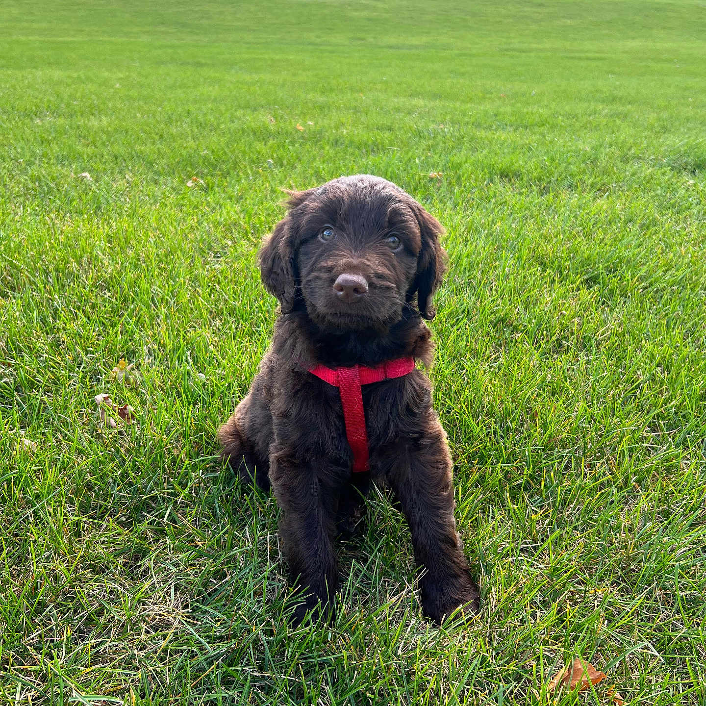 Bentley is registered to the contest to win money with this photo: animal, brown_fur, canine, cute, daylight, dog, field, fur, grass, green_lawn, house, nature, outdoor, pet, playful, puppy, red_harness, sitting, trees, young_dog