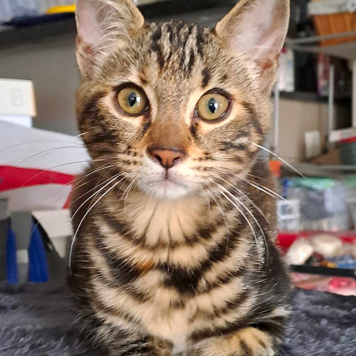 Nala participe au concours pour gagner de l'argent avec cette photo : abyssinian, animal, cat, egyptiancat, kitten, manx, pet