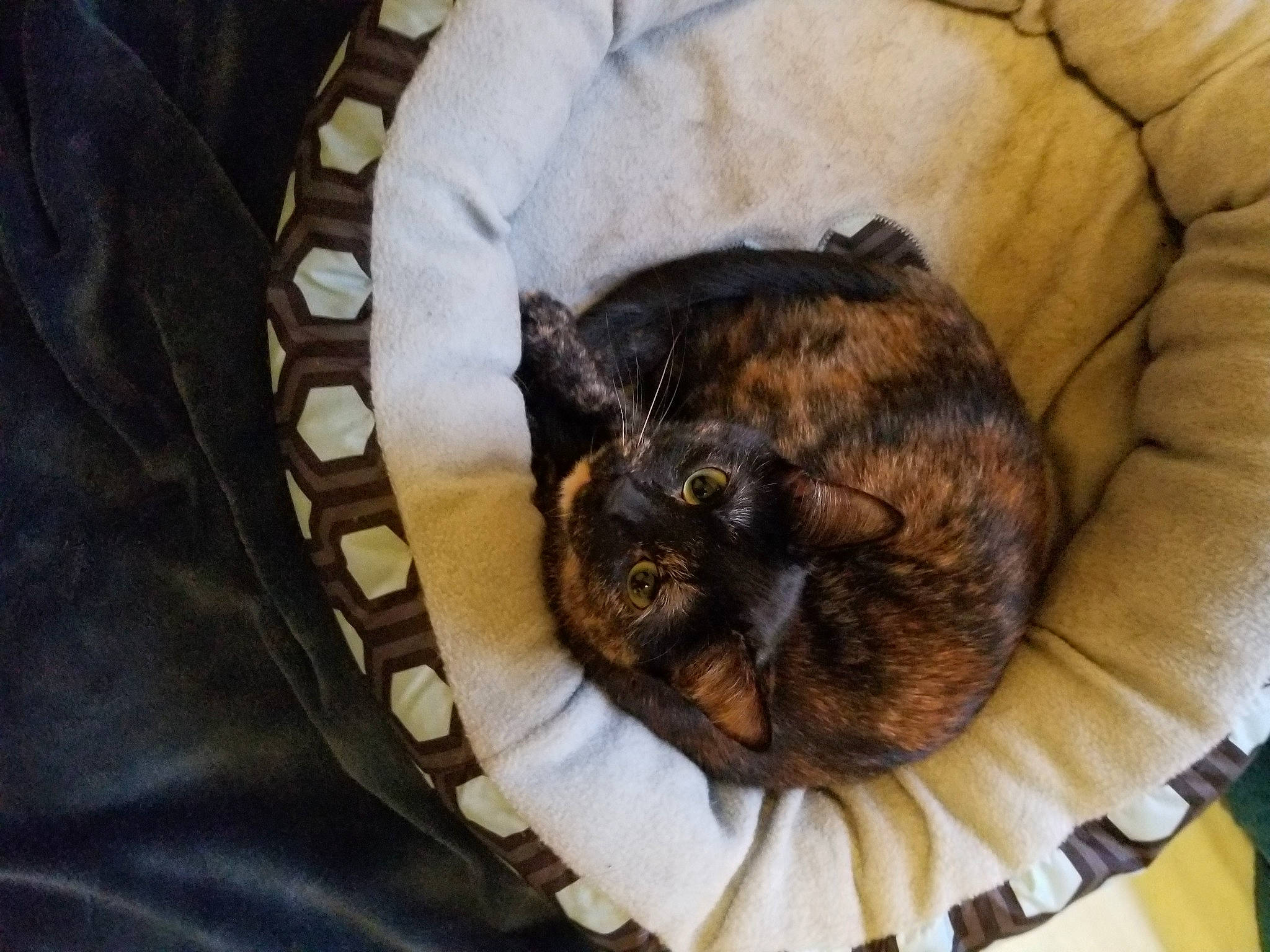 Eevee is registered to the contest to win money with this photo: bag, brown, carnivore, cat, cat_supply, comfort, companion_dog, dog_breed, domestic_short_haired_cat, fawn, felidae, fur, luggage_and_bags, mammal, small_to_medium_sized_cats, snout, tail, terrestrial_animal, vertebrate, whiskers