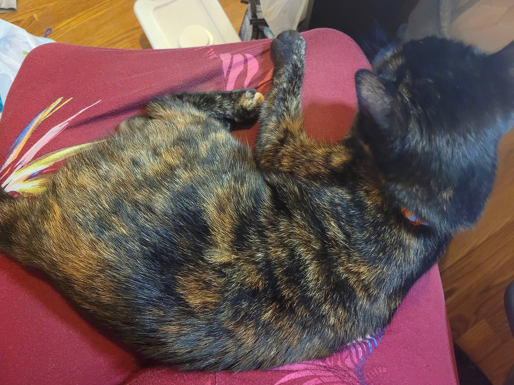 Eevee joined the competition — help win amazing prizes! carnivore, cat, claw, comfort, dog_breed, domestic_short_haired_cat, felidae, fur, grass, nap, paw, sleep, small_to_medium_sized_cats, snout, tail, terrestrial_animal, whiskers