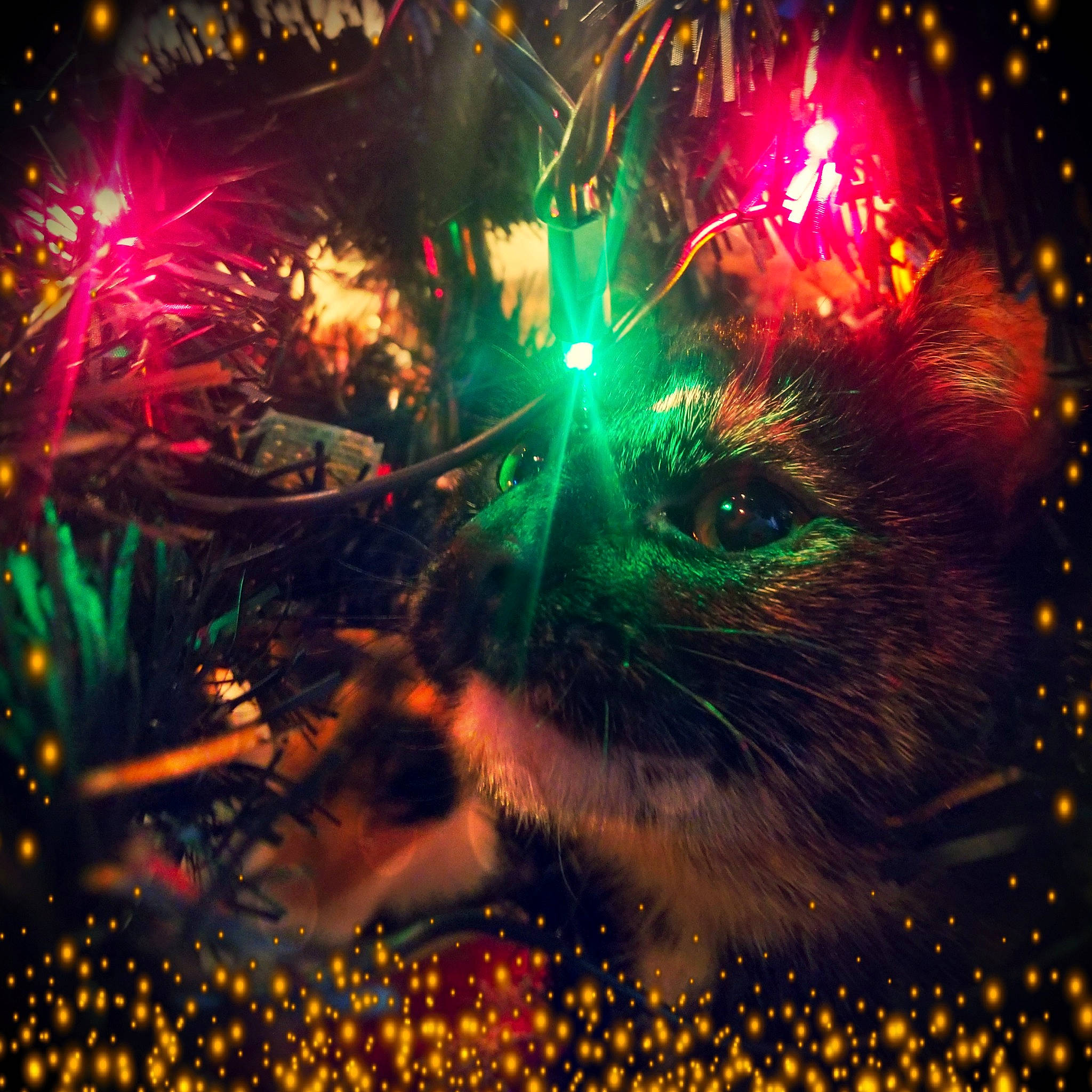 Eevee is registered to the contest to win money with this photo: art, black, carnivore, cat, darkness, entertainment, event, felidae, fireworks, font, grass, holiday, light, midnight, organism, rectangle, small_to_medium_sized_cats, space, technology, whiskers