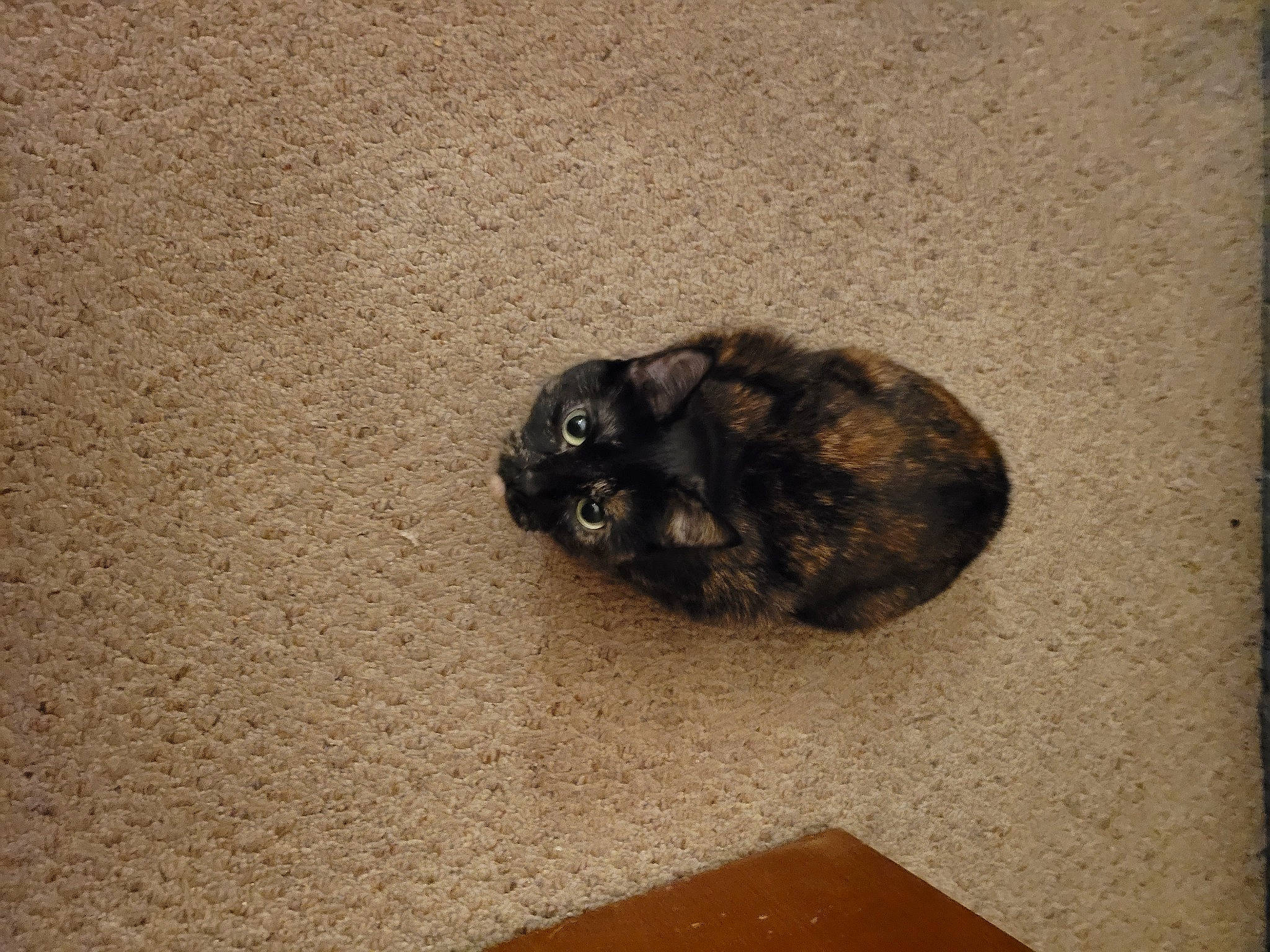 Eevee is registered to the contest to win money with this photo: black_cat, canidae, carnivore, cat, claw, dog_breed, domestic_short_haired_cat, fawn, felidae, flooring, fur, hardwood, paw, small_to_medium_sized_cats, snout, sporting_group, tail, terrestrial_animal, whiskers, wood