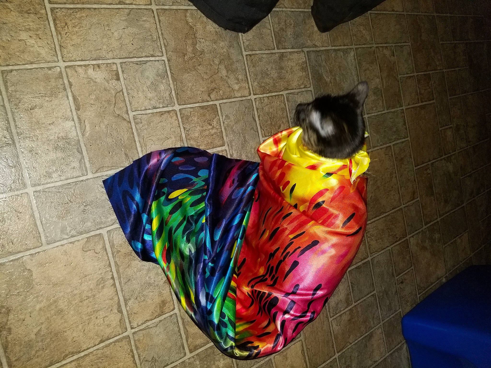 Eevee joined the competition — help win amazing prizes! art, carmine, carnivore, cat, dog_breed, electric_blue, felidae, floor, flooring, foot, human_leg, pattern, personal_protective_equipment, road_surface, sidewalk, small_to_medium_sized_cats, tail, tints_and_shades, visual_arts, whiskers