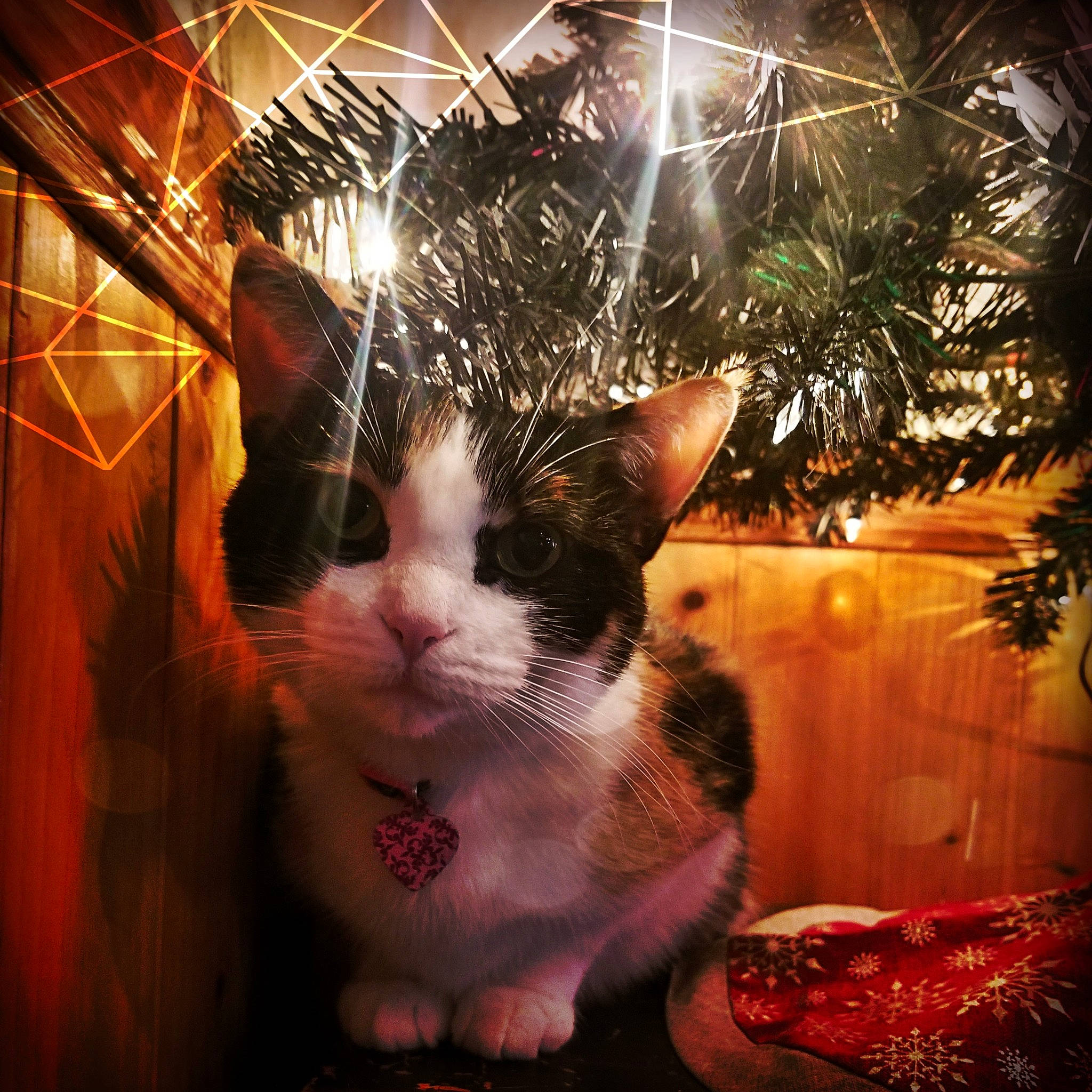 Tempest joined the competition — help win amazing prizes! carnivore, cat, domestic_short_haired_cat, event, felidae, fur, grass, happy, holiday, light, metal, night, paw, plant, small_to_medium_sized_cats, snout, tail, tree, whiskers, window