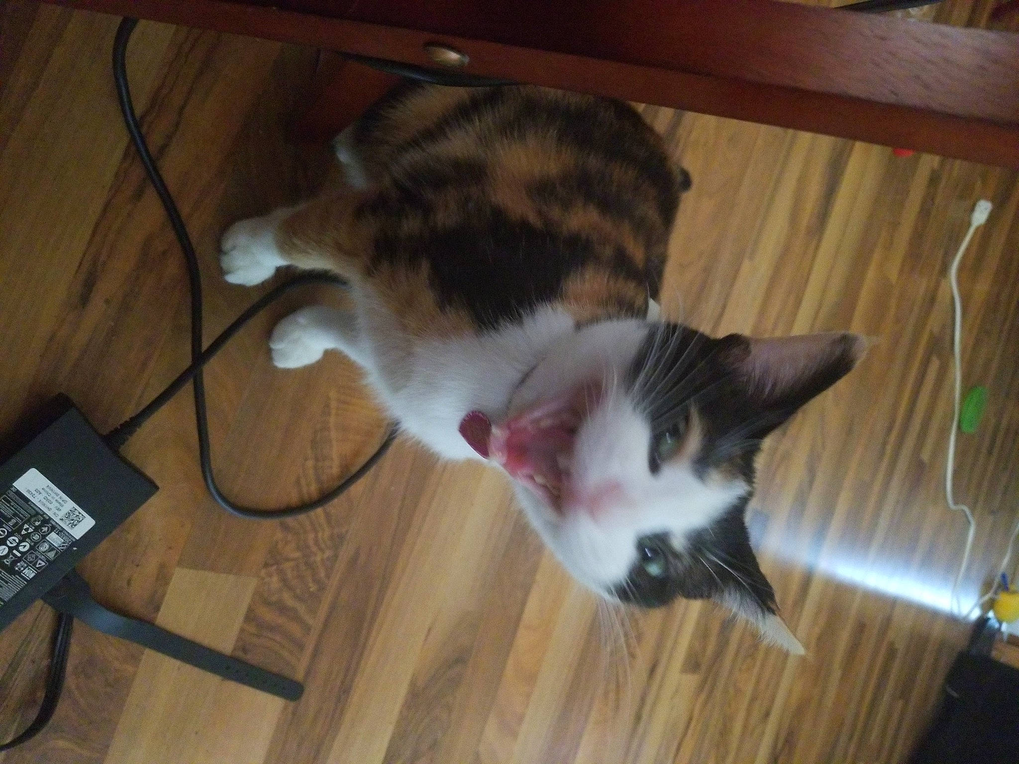 Tempest is registered to the contest to win money with this photo: carnivore, cat, corded_phone, dog_breed, domestic_short_haired_cat, felidae, floor, flooring, fur, hardwood, laminate_flooring, paw, room, small_to_medium_sized_cats, tail, telephone, whiskers, wood, wood_flooring, wood_stain