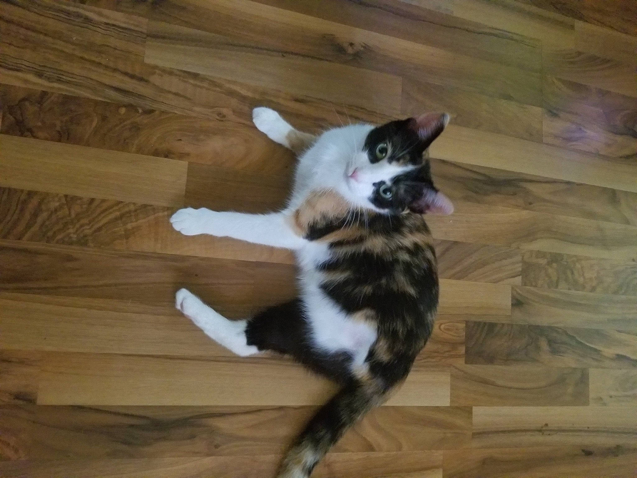 Tempest is registered to the contest to win money with this photo: carnivore, cat, comfort, dog_breed, domestic_short_haired_cat, felidae, floor, flooring, fur, hardwood, laminate_flooring, paw, small_to_medium_sized_cats, snout, sporting_group, tail, whiskers, wood, wood_flooring, wood_stain