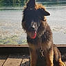 dog, german_shepherd, fluffy, long_hair, sitting, tongue_out, leash, collar, outdoors, lakeside, lake, water, lily_pads, trees, mountains, sunlight, wooden_dock, portrait, pet, happy