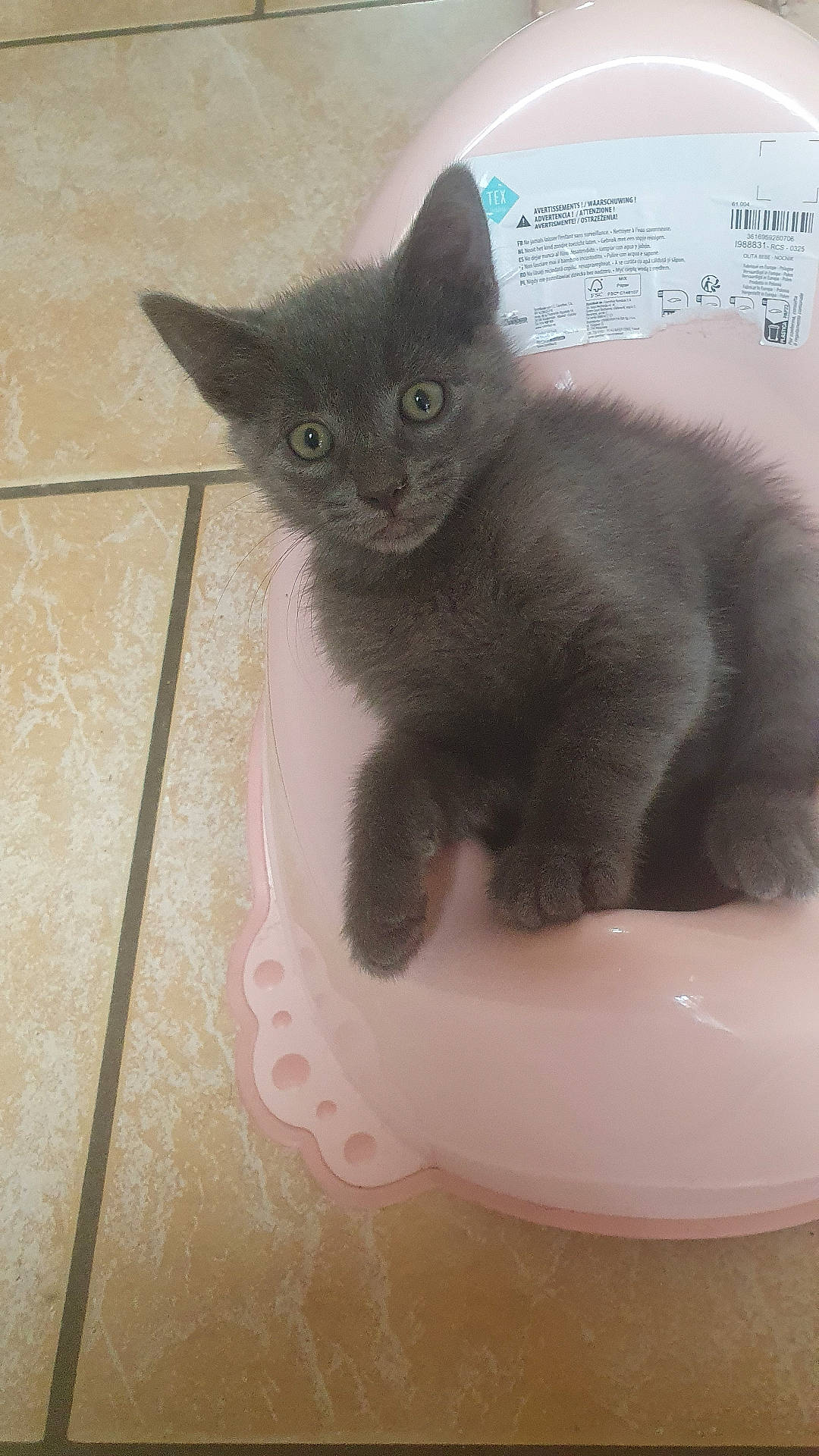 Bloo