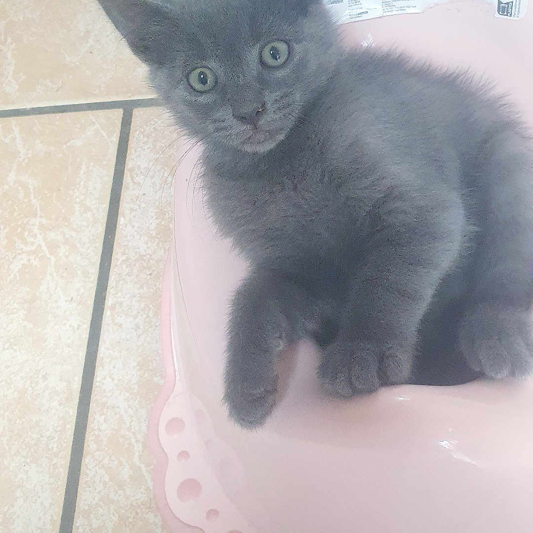 Bloo