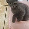 kitten, cat, gray_cat, fluffy, fur, animal, pet, sitting, portrait, looking_at_camera, green_eyes, ears, whiskers, paws, pink_basin, plastic, bathroom, tile_floor, indoor, cute