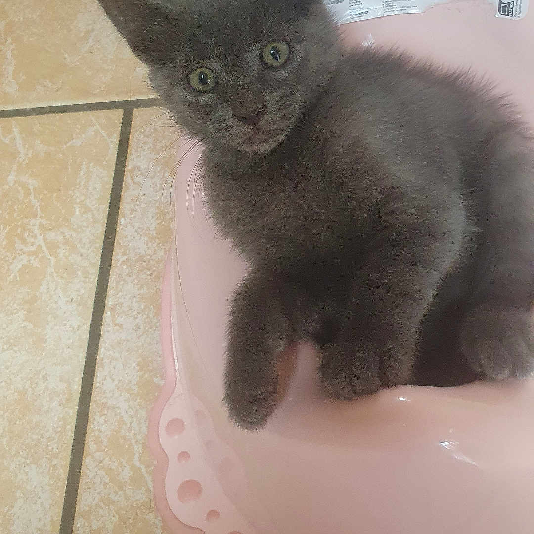 Bloo a rejoint le concours — aidez-le/la à gagner de superbes lots ! kitten, cat, gray_cat, fluffy, fur, animal, pet, sitting, portrait, looking_at_camera, green_eyes, ears, whiskers, paws, pink_basin, plastic, bathroom, tile_floor, indoor, cute