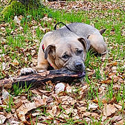 Aky a rejoint le concours — aidez-le/la à gagner de superbes lots ! dog, canine, pet, animal, chewing, stick, branch, forest, woodland, outdoors, grass, leaves, moss, trees, nature, lying_down, brown_dog, collar, playful, portrait