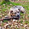 dog, canine, pet, animal, chewing, stick, branch, forest, woodland, outdoors, grass, leaves, moss, trees, nature, lying_down, brown_dog, collar, playful, portrait
