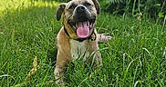 Aky a rejoint le concours — aidez-le/la à gagner de superbes lots ! dog, bulldog, pet, animal, grass, outdoors, nature, forest, greenery, portrait, sitting, happy, smiling, tongue_out, collar, short_coat, brown_fur, black_muzzle, daylight, closeup